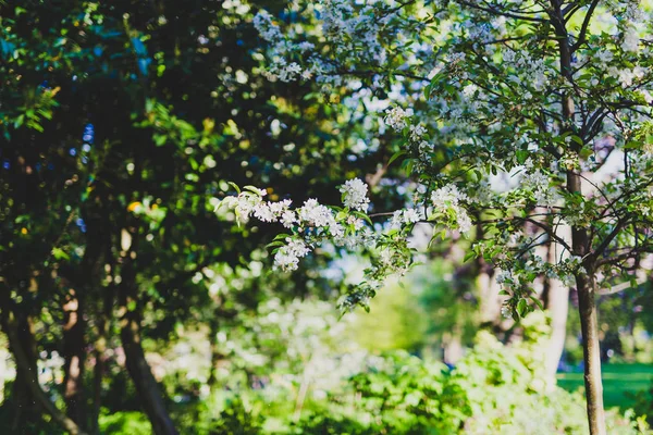 white hawthorn blossoms on tree branches in city park