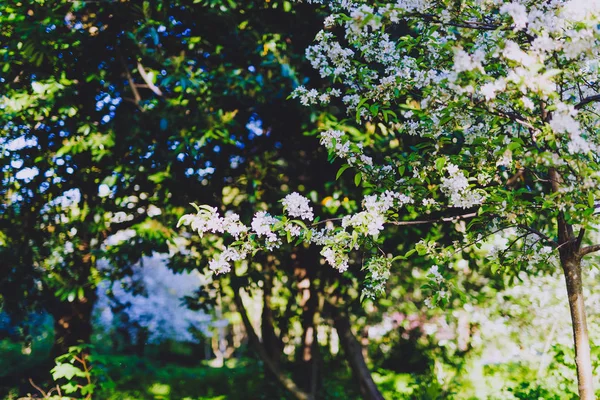 L'aubépine blanche fleurit sur les branches des arbres dans le parc de la ville — Photo
