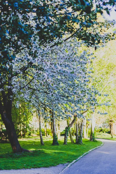 Vita hagtorn blommar på trädgrenar i stadsparken — Stockfoto