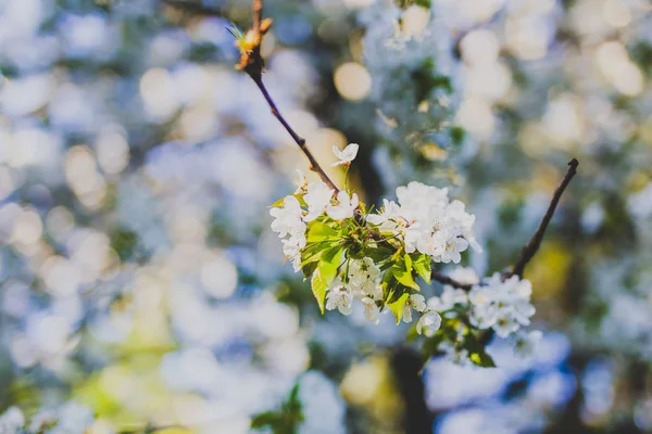 white hawthorn blossoms on tree branches in city park