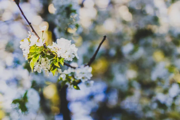 white hawthorn blossoms on tree branches in city park