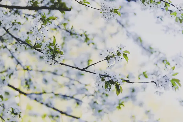 도시 공원에 나뭇가지에 흰색 호손 꽃 — 스톡 사진