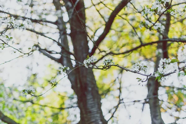 도시 공원에 나뭇가지에 흰색 호손 꽃 — 스톡 사진