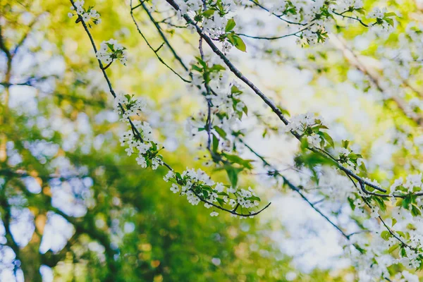 都市公園の木々 の枝に白いサンザシの花 — ストック写真