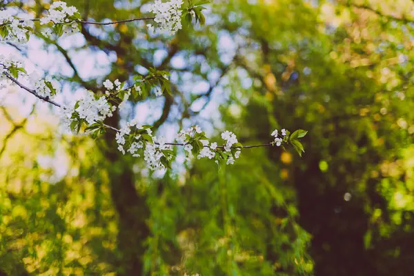 都市公園の木々 の枝に白いサンザシの花 — ストック写真