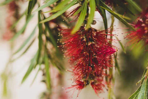 Nativo australiano botella cepillo callistemon árbol en flor con re —  Fotos de Stock