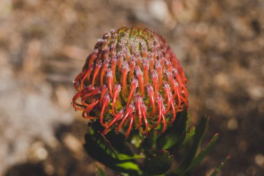 Avustralya yerlisi Leucospermum protea bitkisi güneşli bir yerde.