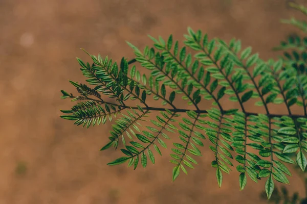 Primer plano de las hojas de una planta nativa australiana Jacaranda ou — Foto de Stock