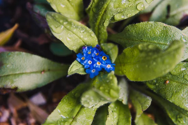 Macro de esquecer-me não plantar com flores azuis — Fotografia de Stock