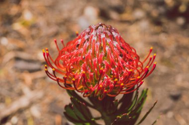 Avustralya yerlisi protea bitkisi güneşli bir arka bahçede.