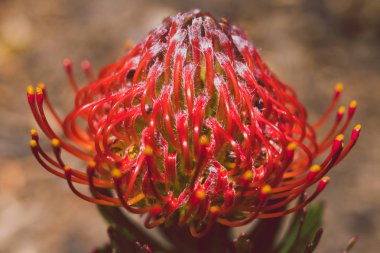 Avustralya yerlisi protea bitkisi güneşli bir arka bahçede.