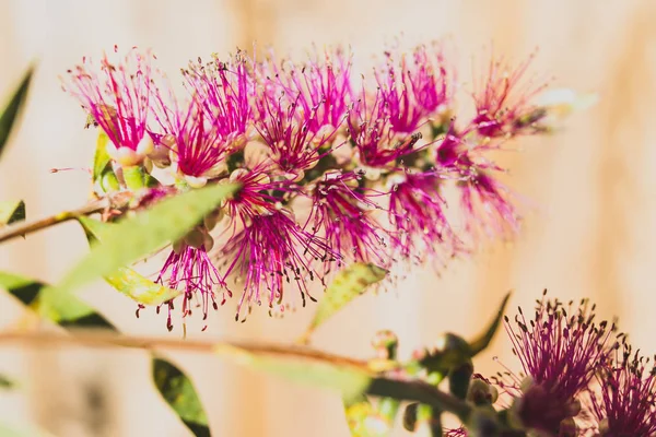 Nativo australiano spazzola callistemon albero in fiore con pu — Foto Stock