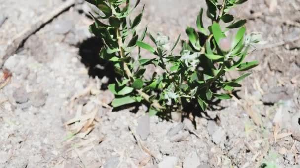 Planta Protea Com Flores Vermelhas Livre Movendo Suavemente Vento Quintal — Vídeo de Stock