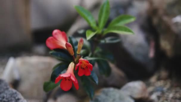 Planta Rododendro Con Flores Naranjas Aire Libre Moviéndose Suavemente Viento — Vídeos de Stock