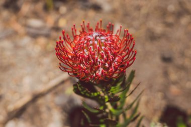 Yerli Avustralya protea bitkisi kırmızı çiçeklerle çiçek açtı