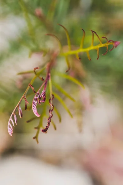 Primer plano de grevillea ganchos rojos hojas, un plan australiano nativo — Foto de Stock