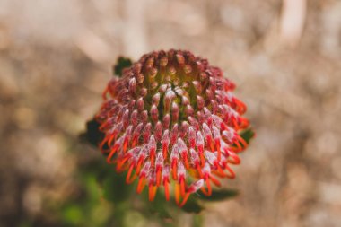 Avustralya 'nın kırmızı çiçekli doğal protea bitkisi. 