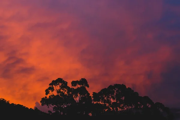 Vista del arbusto australiano con árboles de goma de eucalipto y majestuoso cálido — Foto de Stock