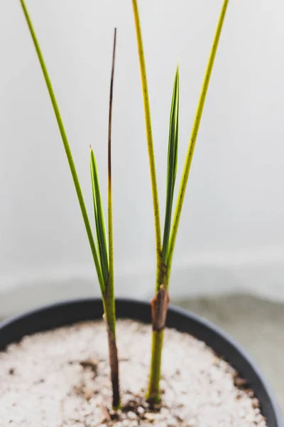 Minimalist composition of palm tree growth indoor in pot — Stock Photo, Image