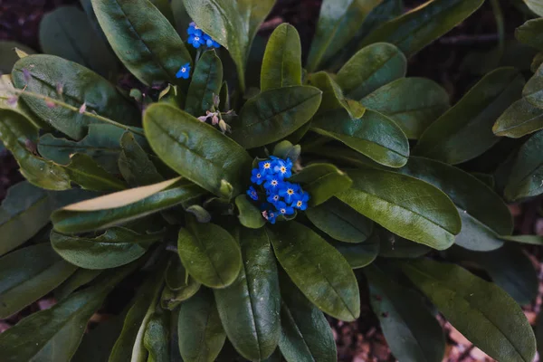 青い花の忘れられない植物のクローズアップ — ストック写真