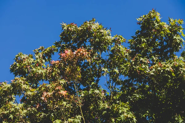 무성 한 푸른 잎이 달린 일본 단풍나무 — 스톡 사진
