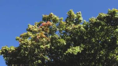 Japanese maple tree with lush green leaves gently moving in the wind with blue sky 