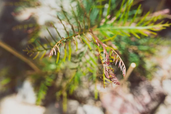 Australian red hooks grevillea plant with focus on the TI — 스톡 사진