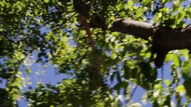view of maple tree from underneath shot while swinging fast on hanging chair attached to one of the branches
