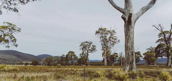 호주의 시골 풍경은 차에서 바라볼 때 — 스톡 사진