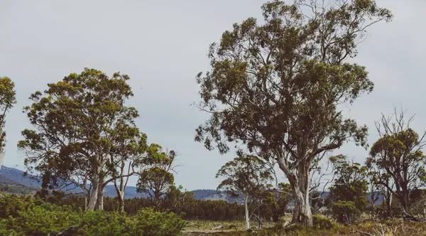 Paisaje rural australiano visto desde el coche durante un — Foto de Stock