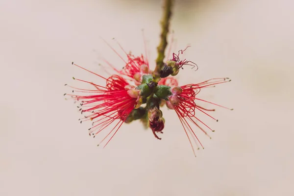 Close-up de nativo australiano callistemon (garrafa escova) planta w — Fotografia de Stock