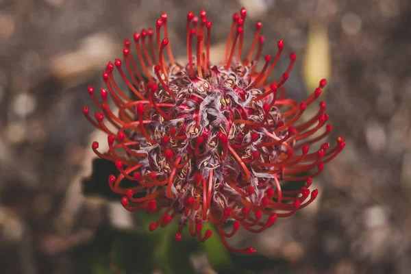 Close-up of native Australian red protea plant outdoor in sunny — Stock Photo, Image