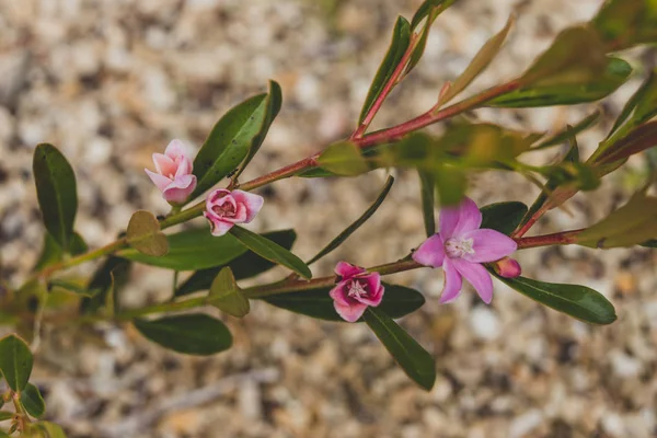 ピンク色の花を咲かせるオーストラリア原産のクロワ植物のクローズアップ — ストック写真