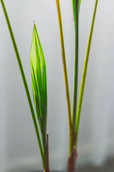 New leaf growing from palm tree plant indoor next to the window — Stock Photo, Image