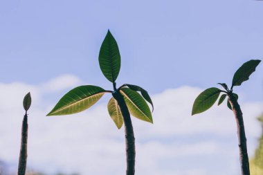 Üç küçük frangipani bitkisi mavi gökyüzü ile rüzgarın yanında
