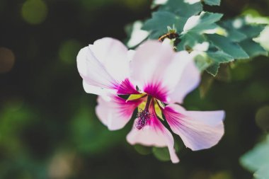 Amfibik syriacus althea gülü Sharon çiçeğinin (ayrıca