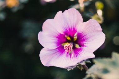 Amfibik syriacus althea gülü Sharon çiçeğinin (ayrıca