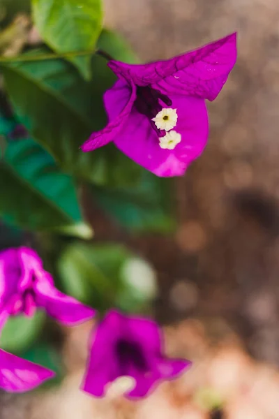 Närbild av bougainvillea vÃ ¤xt med lila blommor utomhus — Stockfoto