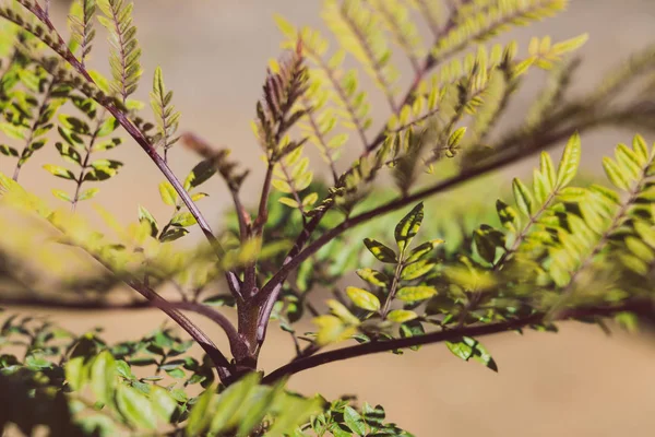 close-up of Jacaranda leaves outdoor in sunny backyard