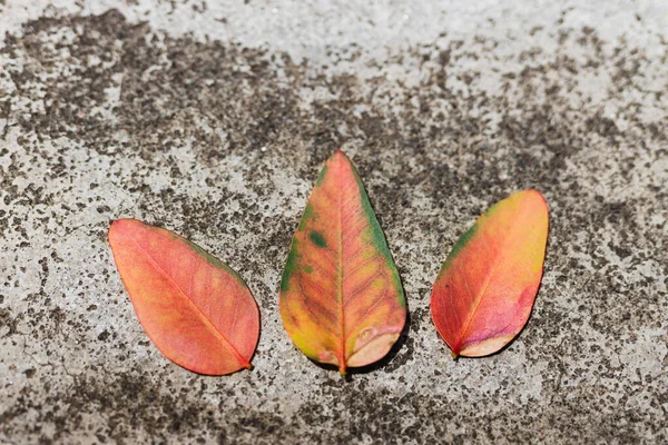 Red eucalyptus dwarf leaves flatlay on concrete pavement — Stock Photo, Image