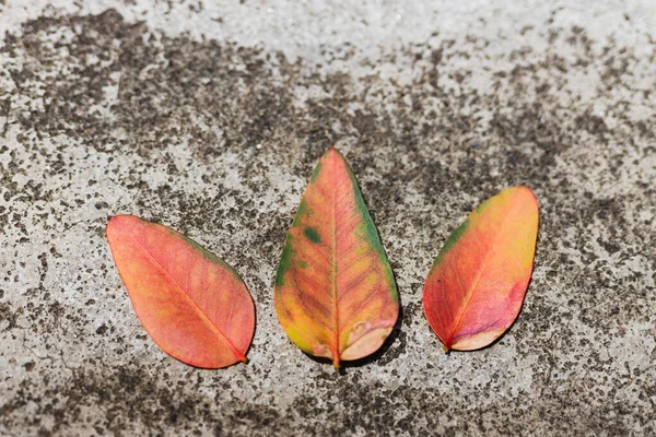 Roter Eukalyptus-Zwerg blättert flach auf Betonpflaster — Stockfoto