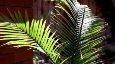 palm tree leaves shining under contrasty harsh sunlight and moving gently in the wind with garden bokeh and brick wall in the background