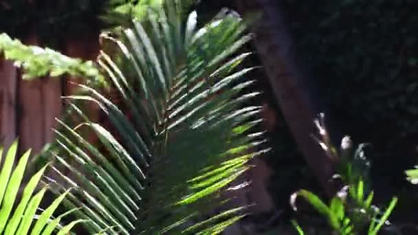 Hoja Palmera Brillando Bajo Contrastante Luz Del Sol Moviéndose Rápidamente — Vídeos de Stock