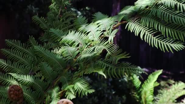 Big Fern Tree Plenty New Spiral Growing Turn New Leaves — Stok video