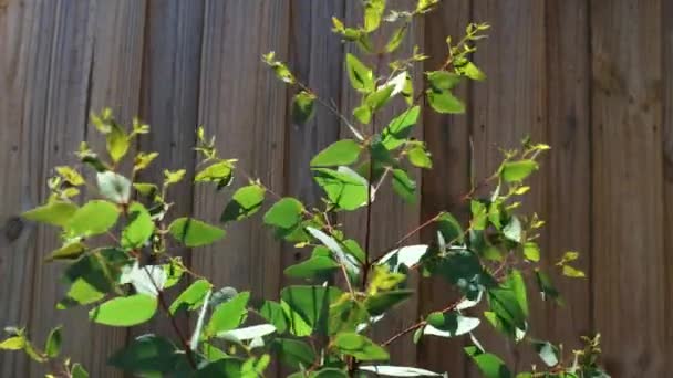 Kleine Eucalyptus Dwergboom Pot Naast Tuinhek Beweegt Wind Onder Sterk — Stockvideo