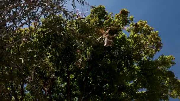 Japanese Maple Australian Callistemon Trees Side Side Sunny Garden Camera — Stok video