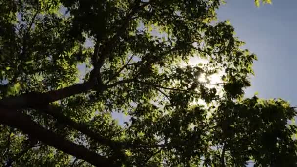 Zweige Eines Großen Ahornbaums Der Sich Bei Blauem Himmel Und — Stockvideo