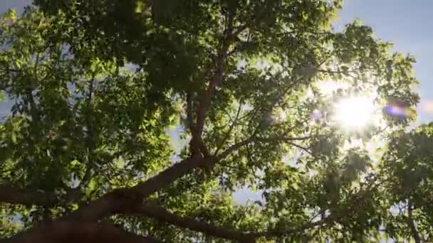 grand érable se déplaçant dans le vent avec ciel bleu et forte éruption solaire, caméra panoramique autour de la scène 