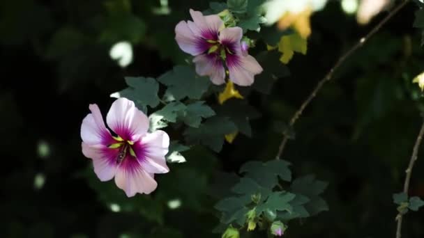 hibiscus syriacus althea rose de sharon (aussi appelé hibiscus aphhrodite) arbre avec des fleurs blanches et roses se déplaçant int il vent et caméra stable sur le trépied, tourné à faible profondeur de champ 