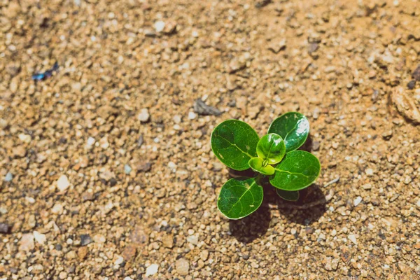 Mudas verdes minúsculas crescendo em solo rochoso seco ao ar livre — Fotografia de Stock